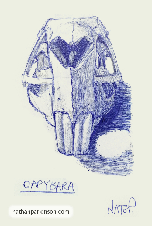 Drawing of a Capybara Skull
