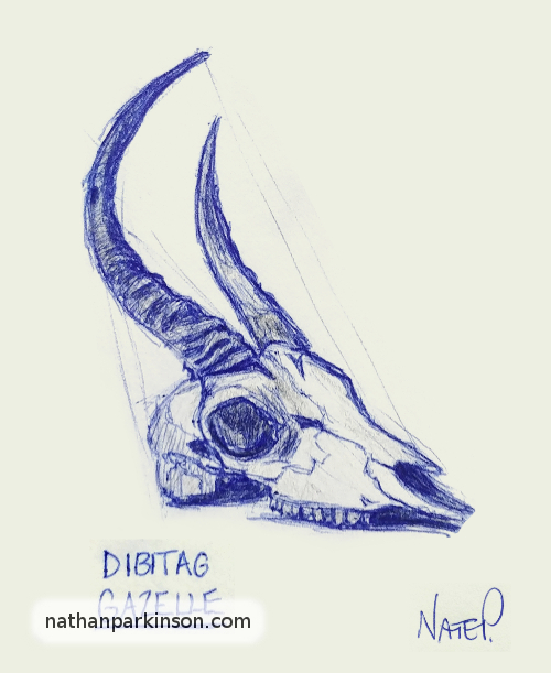 Drawing of a Dibitag Gazelle Skull