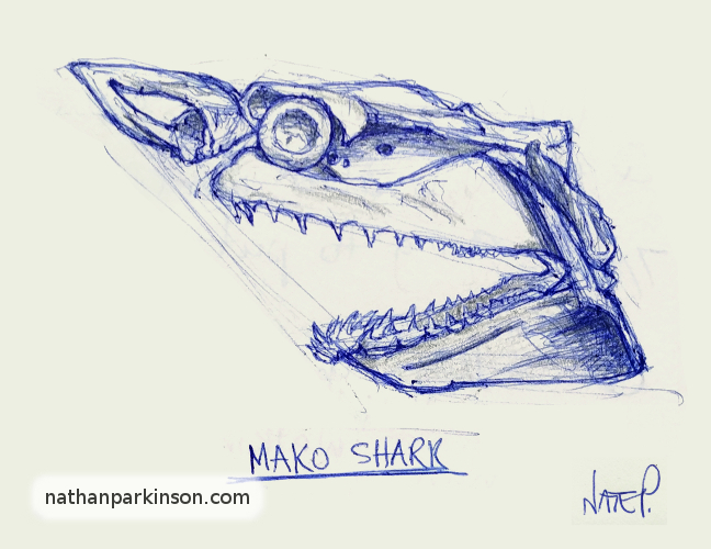 Drawing of a Mako Shark Skull