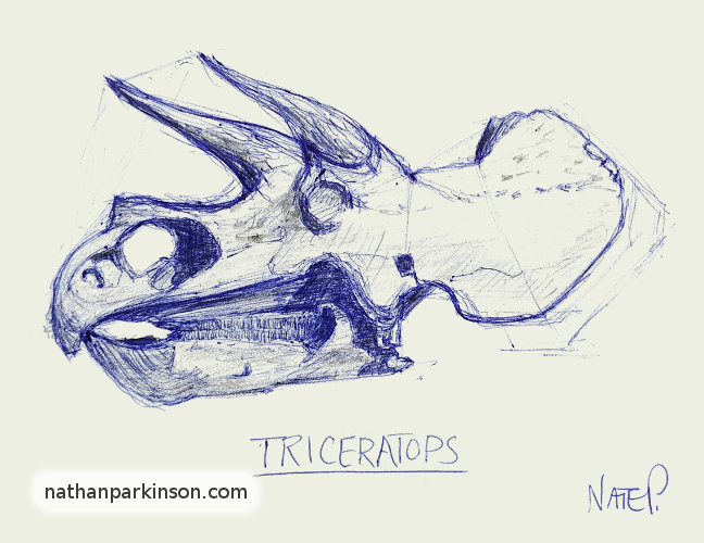 Drawing of a Triceratops Skull