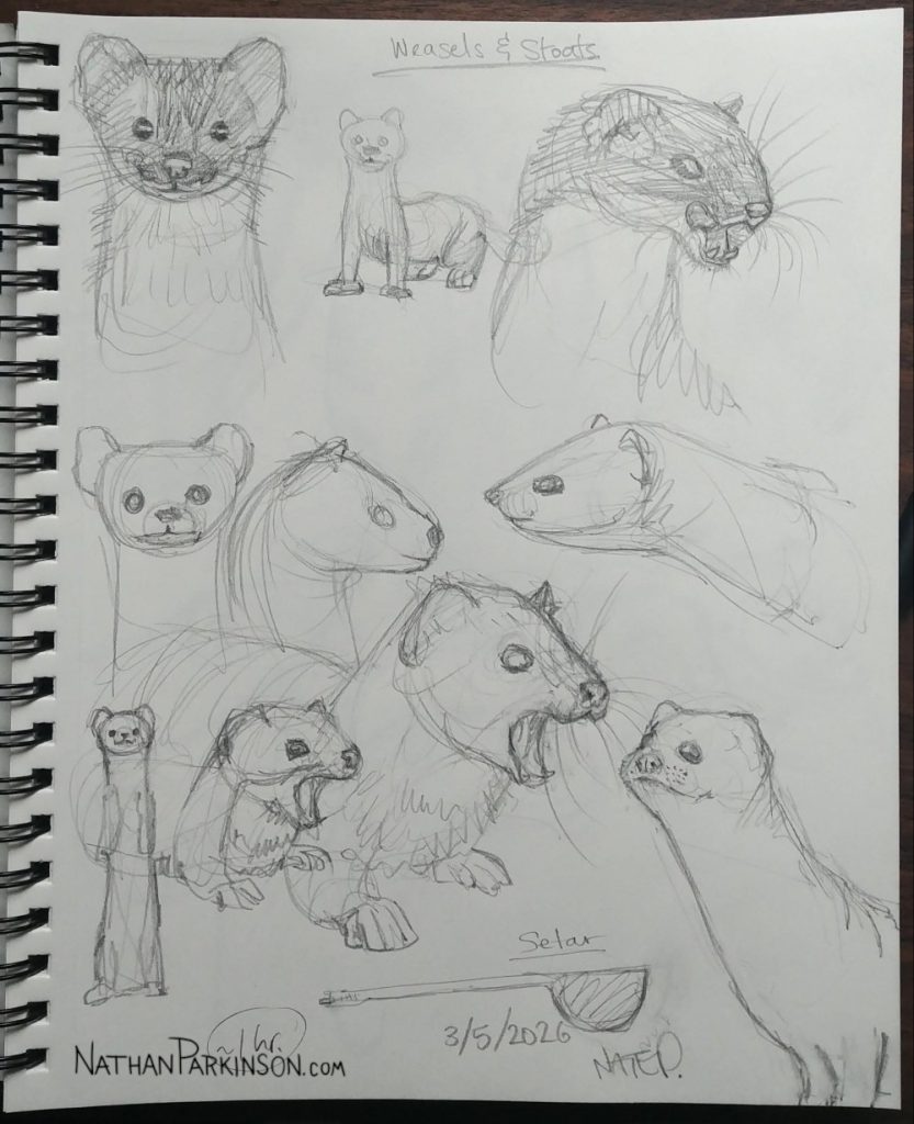 Weasel studies 0305 nathanparkinson.com