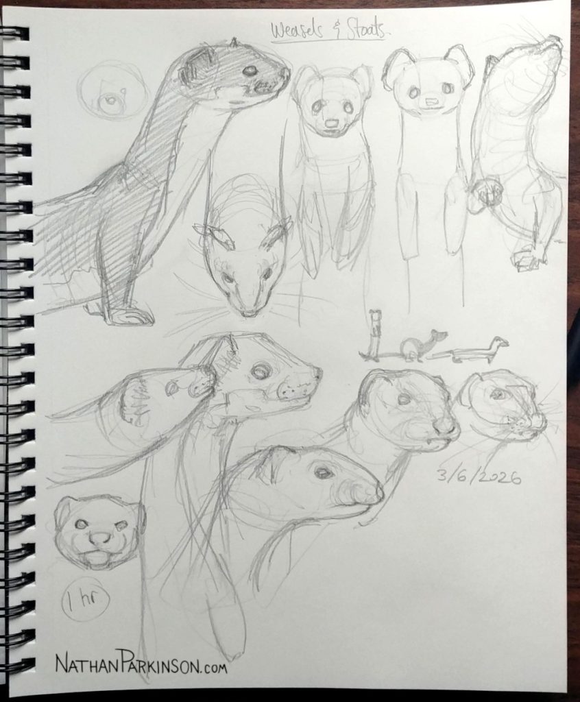 Weasel studies 0306 nathanparkinson.com
