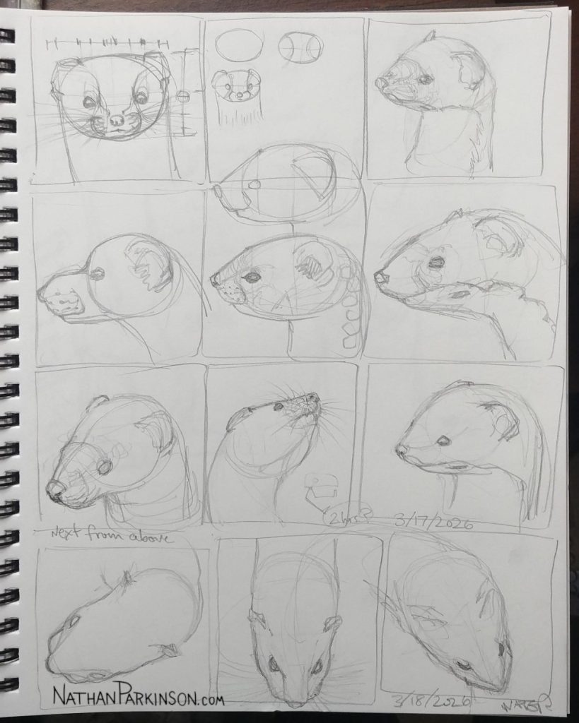 Weasel studies 0317 2 nathanparkinson.com