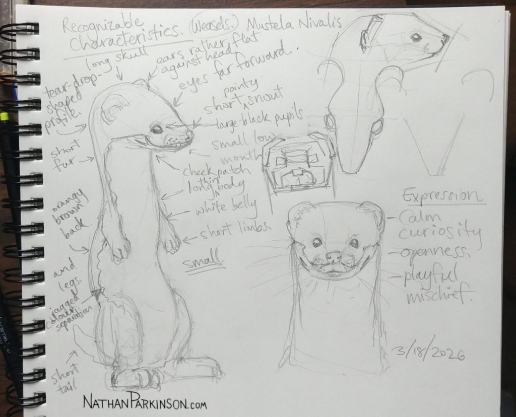 Weasel studies 0318 nathanparkinson.com